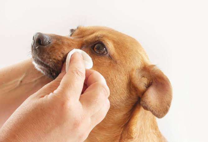 Dog Eye Wipes Vendercart